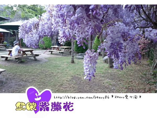 ★台中和平★愛上【武陵農場】紫藤花的紫色浪漫,猶如串串葡萄,看了眼甜心也甜。