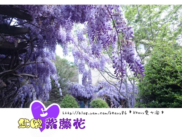 ★台中和平★愛上【武陵農場】紫藤花的紫色浪漫,猶如串串葡萄,看了眼甜心也甜。