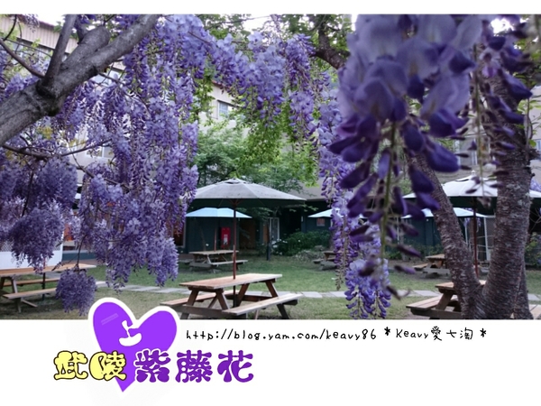 ★台中和平★愛上【武陵農場】紫藤花的紫色浪漫,猶如串串葡萄,看了眼甜心也甜。
