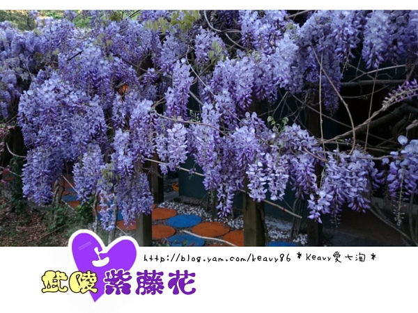 ★台中和平★愛上【武陵農場】紫藤花的紫色浪漫,猶如串串葡萄,看了眼甜心也甜。