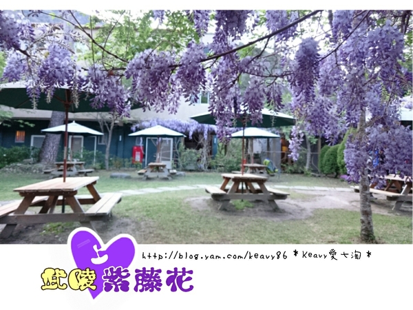 ★台中和平★愛上【武陵農場】紫藤花的紫色浪漫,猶如串串葡萄,看了眼甜心也甜。