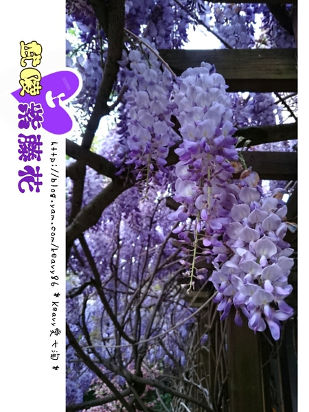 ★台中和平★愛上【武陵農場】紫藤花的紫色浪漫,猶如串串葡萄,看了眼甜心也甜。