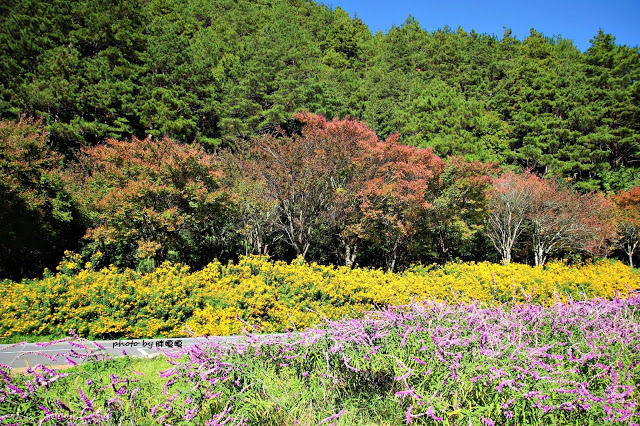 【台中 和平】武陵農場Wuling Farm ✨✨✨園區內的銀杏是耀眼的金黃，猶如一把把小金扇，扇出秋天的風采，更有芳香萬壽菊及大片鼠尾草相襯，不讓楓葉專美於前，刻畫出不輸給春季百花齊放的景色🌻🌷