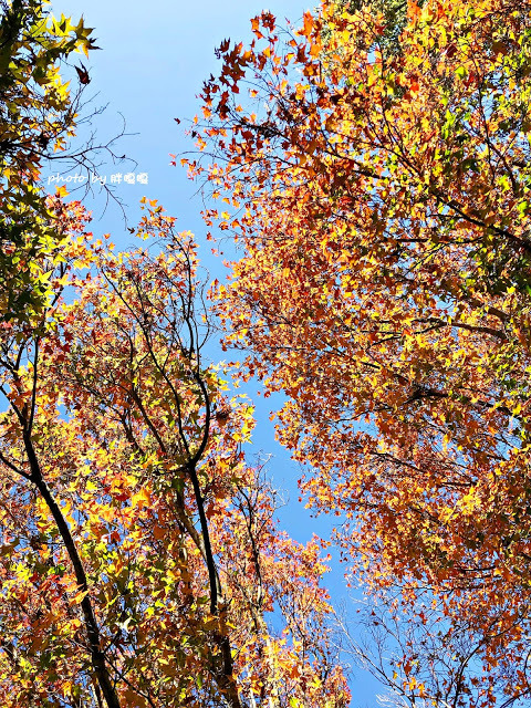 【台中 和平】武陵農場Wuling Farm ✨✨✨園區內的銀杏是耀眼的金黃，猶如一把把小金扇，扇出秋天的風采，更有芳香萬壽菊及大片鼠尾草相襯，不讓楓葉專美於前，刻畫出不輸給春季百花齊放的景色🌻🌷