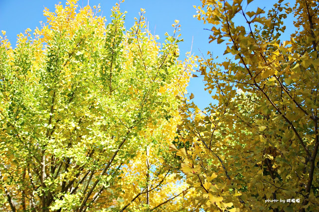 【台中 和平】武陵農場Wuling Farm ✨✨✨園區內的銀杏是耀眼的金黃，猶如一把把小金扇，扇出秋天的風采，更有芳香萬壽菊及大片鼠尾草相襯，不讓楓葉專美於前，刻畫出不輸給春季百花齊放的景色🌻🌷