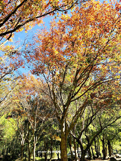 【台中 和平】武陵農場Wuling Farm ✨✨✨園區內的銀杏是耀眼的金黃，猶如一把把小金扇，扇出秋天的風采，更有芳香萬壽菊及大片鼠尾草相襯，不讓楓葉專美於前，刻畫出不輸給春季百花齊放的景色🌻🌷