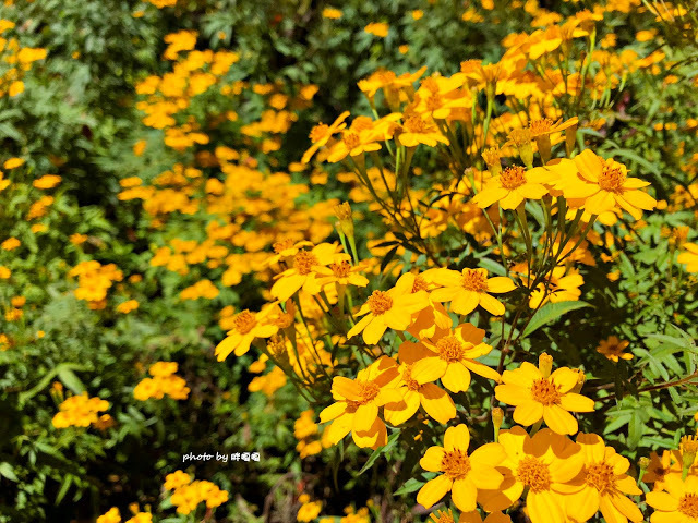 【台中 和平】武陵農場Wuling Farm ✨✨✨園區內的銀杏是耀眼的金黃，猶如一把把小金扇，扇出秋天的風采，更有芳香萬壽菊及大片鼠尾草相襯，不讓楓葉專美於前，刻畫出不輸給春季百花齊放的景色🌻🌷