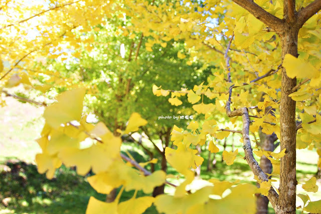 【台中 和平】武陵農場Wuling Farm ✨✨✨園區內的銀杏是耀眼的金黃，猶如一把把小金扇，扇出秋天的風采，更有芳香萬壽菊及大片鼠尾草相襯，不讓楓葉專美於前，刻畫出不輸給春季百花齊放的景色🌻🌷