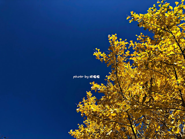 【台中 和平】武陵農場Wuling Farm ✨✨✨園區內的銀杏是耀眼的金黃，猶如一把把小金扇，扇出秋天的風采，更有芳香萬壽菊及大片鼠尾草相襯，不讓楓葉專美於前，刻畫出不輸給春季百花齊放的景色🌻🌷