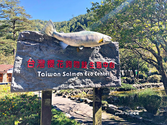 【台中 和平】武陵農場Wuling Farm ✨✨✨園區內的銀杏是耀眼的金黃，猶如一把把小金扇，扇出秋天的風采，更有芳香萬壽菊及大片鼠尾草相襯，不讓楓葉專美於前，刻畫出不輸給春季百花齊放的景色🌻🌷