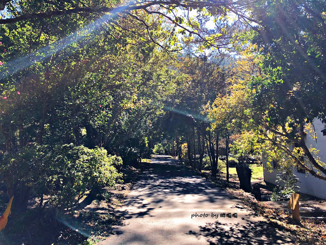 【台中 和平】武陵農場Wuling Farm ✨✨✨園區內的銀杏是耀眼的金黃，猶如一把把小金扇，扇出秋天的風采，更有芳香萬壽菊及大片鼠尾草相襯，不讓楓葉專美於前，刻畫出不輸給春季百花齊放的景色🌻🌷