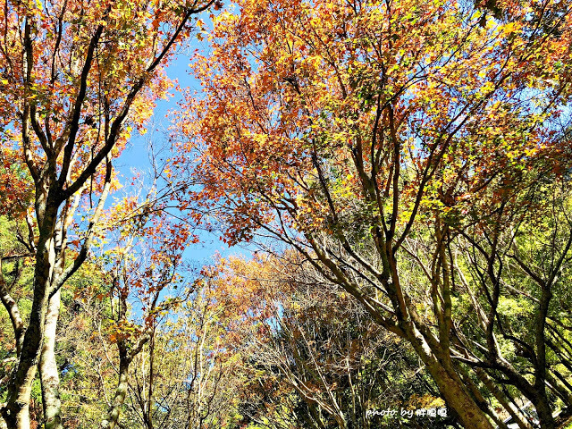 【台中 和平】武陵農場Wuling Farm ✨✨✨園區內的銀杏是耀眼的金黃，猶如一把把小金扇，扇出秋天的風采，更有芳香萬壽菊及大片鼠尾草相襯，不讓楓葉專美於前，刻畫出不輸給春季百花齊放的景色🌻🌷