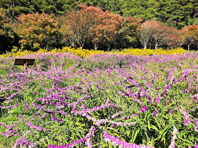【台中 和平】武陵農場Wuling Farm ✨✨✨園區內的銀杏是耀眼的金黃，猶如一把把小金扇，扇出秋天的風采，更有芳香萬壽菊及大片鼠尾草相襯，不讓楓葉專美於前，刻畫出不輸給春季百花齊放的景色🌻🌷