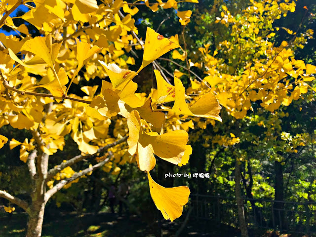 【台中 和平】武陵農場Wuling Farm ✨✨✨園區內的銀杏是耀眼的金黃，猶如一把把小金扇，扇出秋天的風采，更有芳香萬壽菊及大片鼠尾草相襯，不讓楓葉專美於前，刻畫出不輸給春季百花齊放的景色🌻🌷