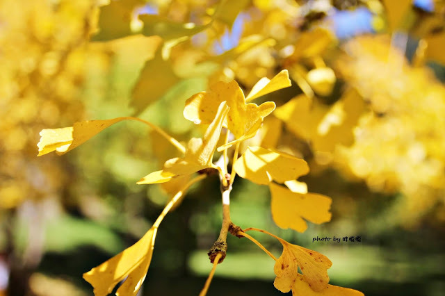 【台中 和平】武陵農場Wuling Farm ✨✨✨園區內的銀杏是耀眼的金黃，猶如一把把小金扇，扇出秋天的風采，更有芳香萬壽菊及大片鼠尾草相襯，不讓楓葉專美於前，刻畫出不輸給春季百花齊放的景色🌻🌷