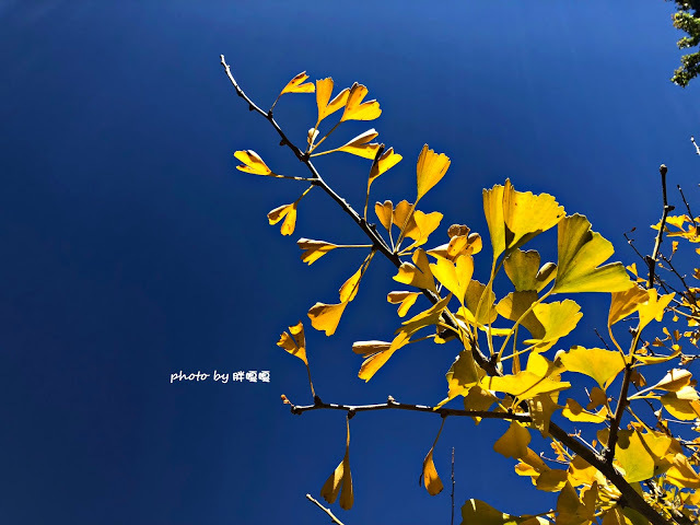 【台中 和平】武陵農場Wuling Farm ✨✨✨園區內的銀杏是耀眼的金黃，猶如一把把小金扇，扇出秋天的風采，更有芳香萬壽菊及大片鼠尾草相襯，不讓楓葉專美於前，刻畫出不輸給春季百花齊放的景色🌻🌷