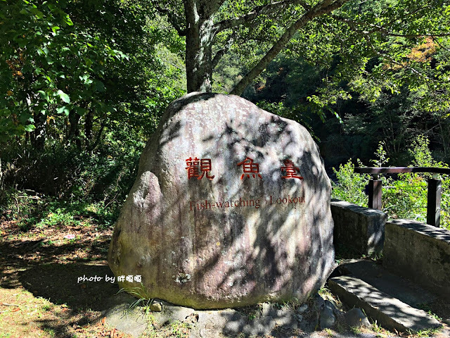 【台中 和平】武陵農場Wuling Farm ✨✨✨園區內的銀杏是耀眼的金黃，猶如一把把小金扇，扇出秋天的風采，更有芳香萬壽菊及大片鼠尾草相襯，不讓楓葉專美於前，刻畫出不輸給春季百花齊放的景色🌻🌷