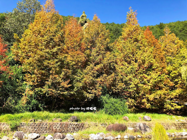 【台中 和平】武陵農場Wuling Farm ✨✨✨園區內的銀杏是耀眼的金黃，猶如一把把小金扇，扇出秋天的風采，更有芳香萬壽菊及大片鼠尾草相襯，不讓楓葉專美於前，刻畫出不輸給春季百花齊放的景色🌻🌷