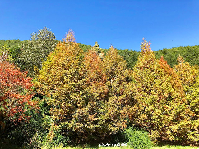 【台中 和平】武陵農場Wuling Farm ✨✨✨園區內的銀杏是耀眼的金黃，猶如一把把小金扇，扇出秋天的風采，更有芳香萬壽菊及大片鼠尾草相襯，不讓楓葉專美於前，刻畫出不輸給春季百花齊放的景色🌻🌷