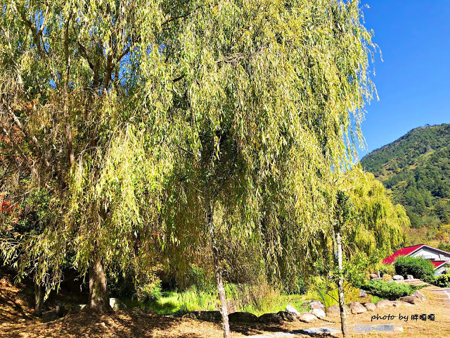 【台中 和平】武陵農場Wuling Farm ✨✨✨園區內的銀杏是耀眼的金黃，猶如一把把小金扇，扇出秋天的風采，更有芳香萬壽菊及大片鼠尾草相襯，不讓楓葉專美於前，刻畫出不輸給春季百花齊放的景色🌻🌷