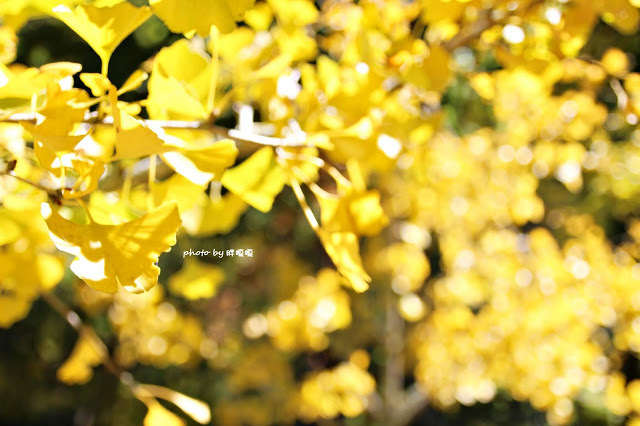 【台中 和平】武陵農場Wuling Farm ✨✨✨園區內的銀杏是耀眼的金黃，猶如一把把小金扇，扇出秋天的風采，更有芳香萬壽菊及大片鼠尾草相襯，不讓楓葉專美於前，刻畫出不輸給春季百花齊放的景色🌻🌷