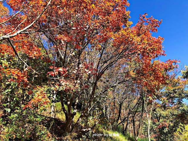 【台中 和平】武陵農場Wuling Farm ✨✨✨園區內的銀杏是耀眼的金黃，猶如一把把小金扇，扇出秋天的風采，更有芳香萬壽菊及大片鼠尾草相襯，不讓楓葉專美於前，刻畫出不輸給春季百花齊放的景色🌻🌷