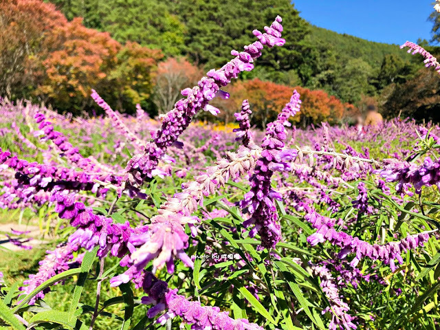 【台中 和平】武陵農場Wuling Farm ✨✨✨園區內的銀杏是耀眼的金黃，猶如一把把小金扇，扇出秋天的風采，更有芳香萬壽菊及大片鼠尾草相襯，不讓楓葉專美於前，刻畫出不輸給春季百花齊放的景色🌻🌷