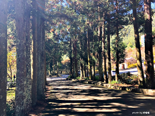 【台中 和平】武陵農場Wuling Farm ✨✨✨園區內的銀杏是耀眼的金黃，猶如一把把小金扇，扇出秋天的風采，更有芳香萬壽菊及大片鼠尾草相襯，不讓楓葉專美於前，刻畫出不輸給春季百花齊放的景色🌻🌷