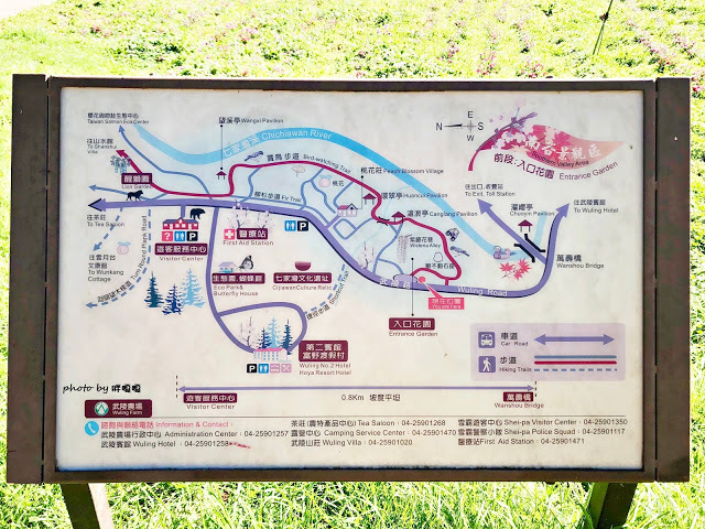 【台中 和平】武陵農場Wuling Farm ✨✨✨園區內的銀杏是耀眼的金黃，猶如一把把小金扇，扇出秋天的風采，更有芳香萬壽菊及大片鼠尾草相襯，不讓楓葉專美於前，刻畫出不輸給春季百花齊放的景色🌻🌷