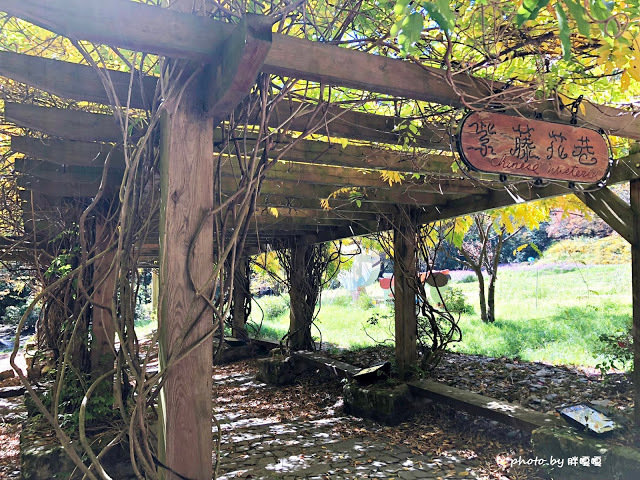 【台中 和平】武陵農場Wuling Farm ✨✨✨園區內的銀杏是耀眼的金黃，猶如一把把小金扇，扇出秋天的風采，更有芳香萬壽菊及大片鼠尾草相襯，不讓楓葉專美於前，刻畫出不輸給春季百花齊放的景色🌻🌷