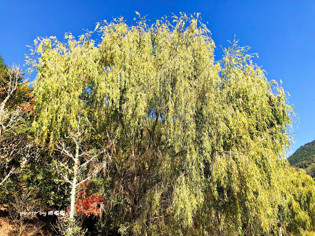 【台中 和平】武陵農場Wuling Farm ✨✨✨園區內的銀杏是耀眼的金黃，猶如一把把小金扇，扇出秋天的風采，更有芳香萬壽菊及大片鼠尾草相襯，不讓楓葉專美於前，刻畫出不輸給春季百花齊放的景色🌻🌷