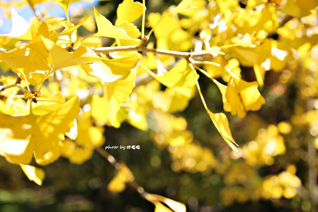 【台中 和平】武陵農場Wuling Farm ✨✨✨園區內的銀杏是耀眼的金黃，猶如一把把小金扇，扇出秋天的風采，更有芳香萬壽菊及大片鼠尾草相襯，不讓楓葉專美於前，刻畫出不輸給春季百花齊放的景色🌻🌷