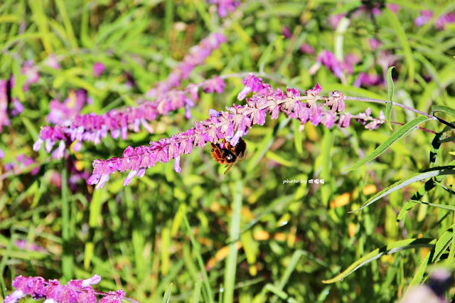 【台中 和平】武陵農場Wuling Farm ✨✨✨園區內的銀杏是耀眼的金黃，猶如一把把小金扇，扇出秋天的風采，更有芳香萬壽菊及大片鼠尾草相襯，不讓楓葉專美於前，刻畫出不輸給春季百花齊放的景色🌻🌷