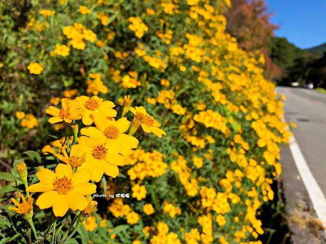 【台中 和平】武陵農場Wuling Farm ✨✨✨園區內的銀杏是耀眼的金黃，猶如一把把小金扇，扇出秋天的風采，更有芳香萬壽菊及大片鼠尾草相襯，不讓楓葉專美於前，刻畫出不輸給春季百花齊放的景色🌻🌷