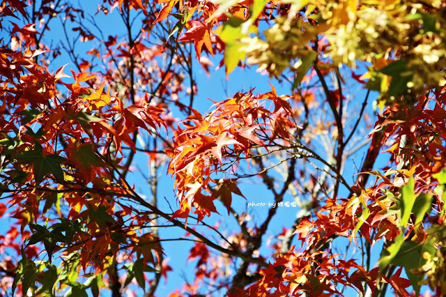【台中 和平】武陵農場Wuling Farm ✨✨✨園區內的銀杏是耀眼的金黃，猶如一把把小金扇，扇出秋天的風采，更有芳香萬壽菊及大片鼠尾草相襯，不讓楓葉專美於前，刻畫出不輸給春季百花齊放的景色🌻🌷