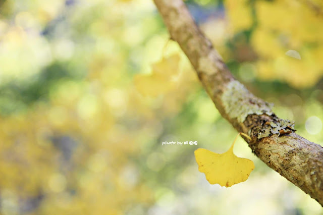 【台中 和平】武陵農場Wuling Farm ✨✨✨園區內的銀杏是耀眼的金黃，猶如一把把小金扇，扇出秋天的風采，更有芳香萬壽菊及大片鼠尾草相襯，不讓楓葉專美於前，刻畫出不輸給春季百花齊放的景色🌻🌷