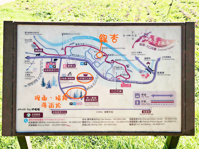 【台中 和平】武陵農場Wuling Farm ✨✨✨園區內的銀杏是耀眼的金黃，猶如一把把小金扇，扇出秋天的風采，更有芳香萬壽菊及大片鼠尾草相襯，不讓楓葉專美於前，刻畫出不輸給春季百花齊放的景色🌻🌷