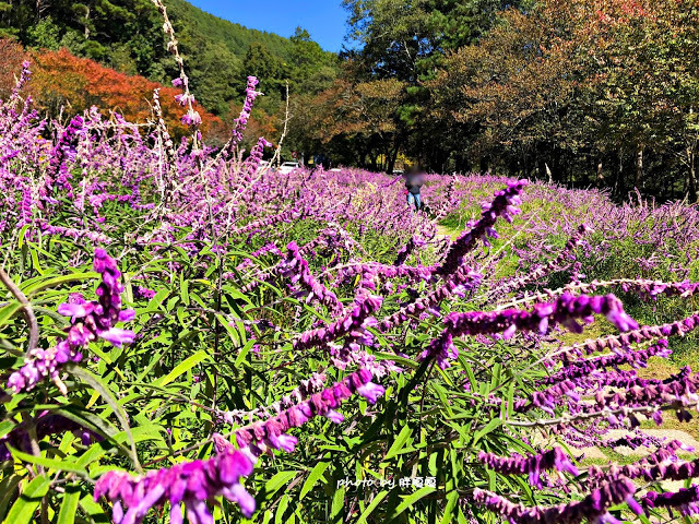 【台中 和平】武陵農場Wuling Farm ✨✨✨園區內的銀杏是耀眼的金黃，猶如一把把小金扇，扇出秋天的風采，更有芳香萬壽菊及大片鼠尾草相襯，不讓楓葉專美於前，刻畫出不輸給春季百花齊放的景色🌻🌷