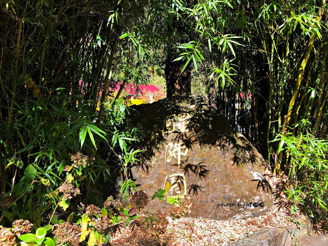 【台中 和平】武陵農場Wuling Farm ✨✨✨園區內的銀杏是耀眼的金黃，猶如一把把小金扇，扇出秋天的風采，更有芳香萬壽菊及大片鼠尾草相襯，不讓楓葉專美於前，刻畫出不輸給春季百花齊放的景色🌻🌷