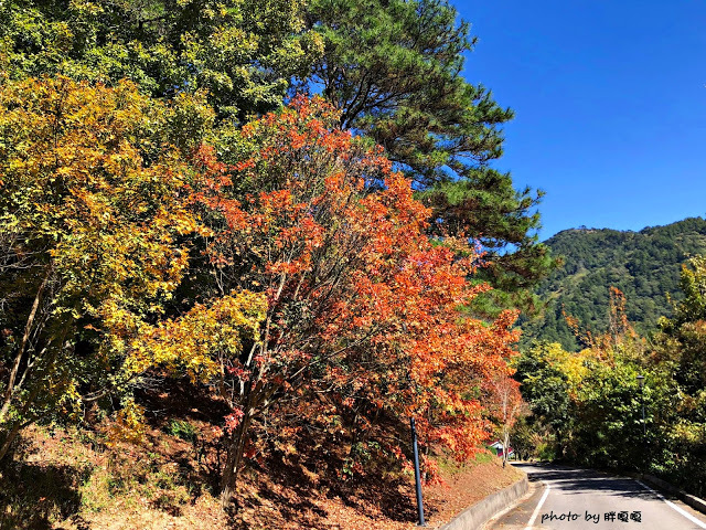 【台中 和平】武陵農場Wuling Farm ✨✨✨園區內的銀杏是耀眼的金黃，猶如一把把小金扇，扇出秋天的風采，更有芳香萬壽菊及大片鼠尾草相襯，不讓楓葉專美於前，刻畫出不輸給春季百花齊放的景色🌻🌷