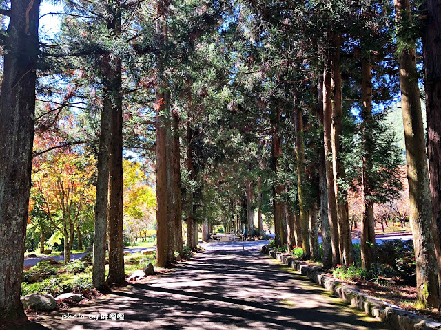 【台中 和平】武陵農場Wuling Farm ✨✨✨園區內的銀杏是耀眼的金黃，猶如一把把小金扇，扇出秋天的風采，更有芳香萬壽菊及大片鼠尾草相襯，不讓楓葉專美於前，刻畫出不輸給春季百花齊放的景色🌻🌷