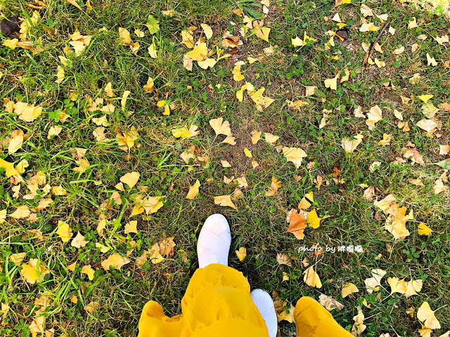 【台中 和平】武陵農場Wuling Farm ✨✨✨園區內的銀杏是耀眼的金黃，猶如一把把小金扇，扇出秋天的風采，更有芳香萬壽菊及大片鼠尾草相襯，不讓楓葉專美於前，刻畫出不輸給春季百花齊放的景色🌻🌷