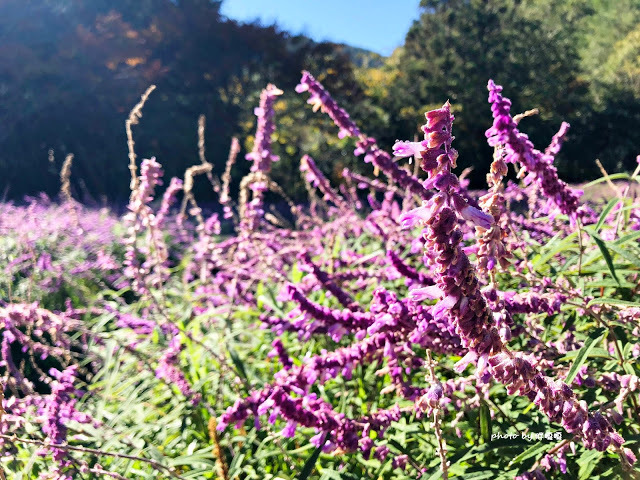 【台中 和平】武陵農場Wuling Farm ✨✨✨園區內的銀杏是耀眼的金黃，猶如一把把小金扇，扇出秋天的風采，更有芳香萬壽菊及大片鼠尾草相襯，不讓楓葉專美於前，刻畫出不輸給春季百花齊放的景色🌻🌷