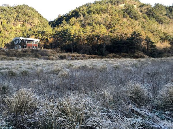 武陵農場(Wuling Farm)：✡*台中市-和平區/武陵農場-賞櫻