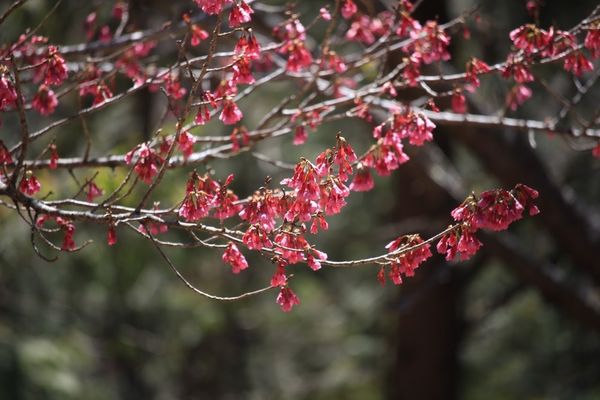 武陵農場(Wuling Farm)：✡*台中市-和平區/武陵農場-賞櫻