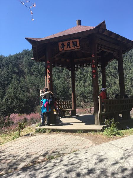 武陵農場(Wuling Farm)：✡*台中市-和平區/武陵農場-賞櫻