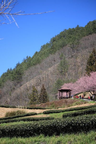 武陵農場(Wuling Farm)：✡*台中市-和平區/武陵農場-賞櫻