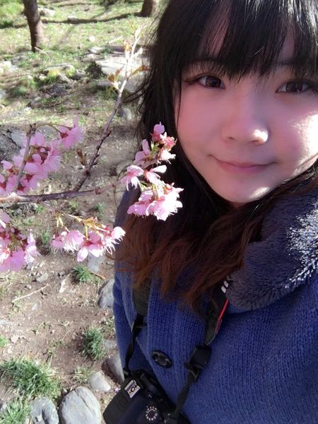 武陵農場(Wuling Farm)：✡*台中市-和平區/武陵農場-賞櫻