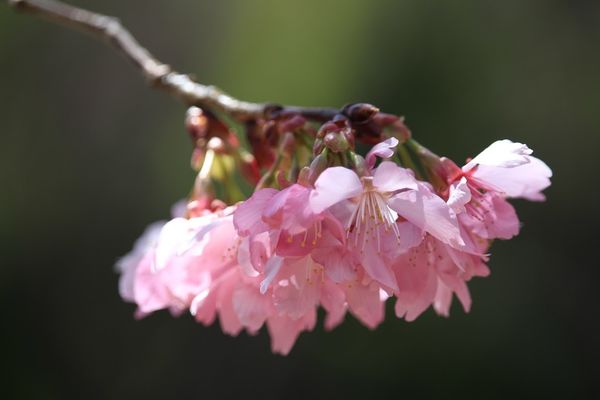 武陵農場(Wuling Farm)：✡*台中市-和平區/武陵農場-賞櫻