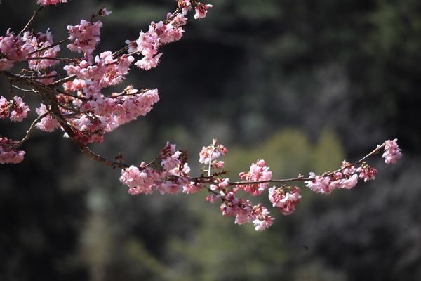 武陵農場(Wuling Farm)：✡*台中市-和平區/武陵農場-賞櫻